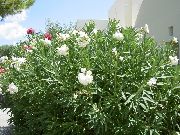 white Bloem Oleander (Nerium oleander) foto