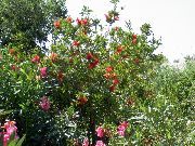 červená Květina Láhve Štětka (Callistemon) fotografie