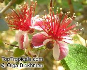 rot Blume  (Feijoa sellowiana, Acca sellowiana) foto