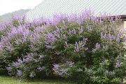  紫丁香 花