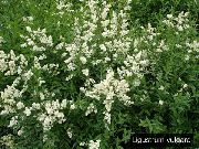 valkoinen Kukka Likusteri (Ligustrum-vulgare) kuva