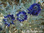 მუქი ლურჯი ყვავილების  (Sophora secundiflora, Calia secundiflora) ფოტო