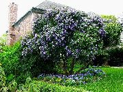 紫丁香 花  (Sophora secundiflora, Calia secundiflora) 照片
