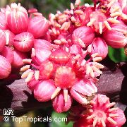 розе Цвет  (Schefflera) фотографија