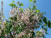 flowering shrubs and trees Chinaberry Tree, Indian Lilac, Pride of India, White Cedar Melia azedarach