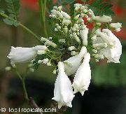 valkoinen Kukka  (Jacaranda mimosifolia) kuva