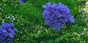 ljusblå Blomma  (Jacaranda mimosifolia) foto
