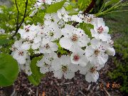 weiß Blume  (Pyrus calleryana) foto
