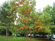 flowering shrubs and trees Silk Oak, Silver-Oak Grevillea robusta