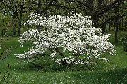 white Bloem  (Cornus florida) foto