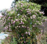 ružový Kvetina  (Chilopsis linearis) fotografie