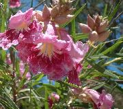 flowering shrubs and trees Desert Willow, Desert Catalpa, Flowering Willow, Orchid of the Desert Chilopsis linearis