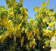 жълт Цвете Златен Дъжд, Златна Верижка Дърво (Laburnum-anagyroides) снимка