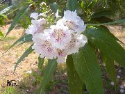 ροζ λουλούδι  (X Chitalpa tashkentensis) φωτογραφία