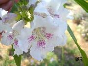 hvid Blomst  (X Chitalpa tashkentensis) foto
