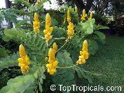 dzeltens Zieds  (Senna alata) foto