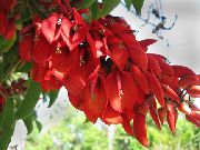 czerwony Kwiat  (Erythrina crista-galli) zdjęcie