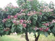 rosa Blume  (Clerodendrum trichotomum) foto