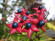 ақ Гүл  (Clerodendrum trichotomum) фото