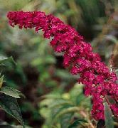 punainen Kukka Perhonen Pensas, Kesä Lila (Buddleia) kuva