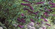 violetinė žiedas Drugelis Krūmas, Vasaros Alyvinė (Buddleia) nuotrauka