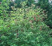 წითელი ყვავილების საერთო უფროსი, წითელი Berried უფროსი (Sambucus) ფოტო