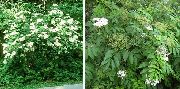 alb Floare Soc Comun, Mare Rosu-Icre (Sambucus) fotografie