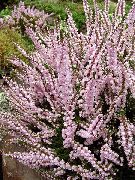 рожевий Квітка Верес (Calluna) фото