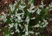 hvit Blomst Lyng (Calluna) bilde