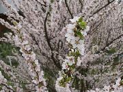 bianco Fiore Cerasus Tomentosa  foto