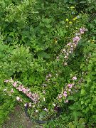 Cerasus Grandulosa ვარდისფერი ყვავილების