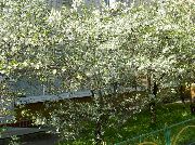белы Кветка Вішня Звычайная (Cerasus vulgaris, Prunus cerasus) фота