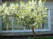 білий Квітка Вишня Звичайна (Cerasus vulgaris, Prunus cerasus) фото