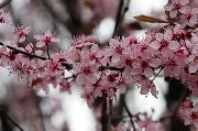 roz Floare Vișine, Cireșe Plăcintă (Cerasus vulgaris, Prunus cerasus) fotografie