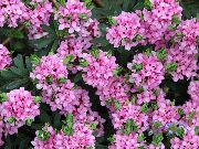 rosa Blomst Lyng (Daphne) bilde