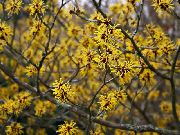 жовтий Квітка Гамамелис Весняний (Чарівний Горіх, Зимоцвіт) (Hamamelis vernalis) фото