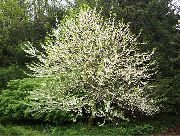 Silverbell, Sniegpulkstenīte Koks,  balts Zieds
