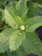 balts Zieds Buttonbush, Medus Zvani, Honeyball, Poga Vītols (Cephalanthus) foto