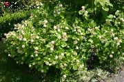 flowering shrubs and trees Buttonbush, Honey Bells, Honeyball, Button Willow Cephalanthus 