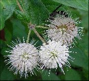 бял Цвете Buttonbush, Мед Камбани, Мед Топка, Бутон Върба (Cephalanthus) снимка