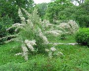 bijela Cvijet Tamarisk, Athel Drvo, Sol Cedar (Tamarix) foto