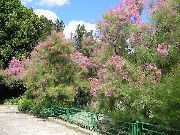 roze Cvijet Tamarisk, Athel Drvo, Sol Cedar (Tamarix) foto