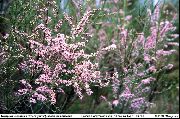ვარდისფერი ყვავილების Tamarisk, Athel ხე, მარილი კედარი (Tamarix) ფოტო