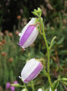 紫丁香 花 爱尔兰健康，圣。 Dabeoc的健康 (Daboecia-cantabrica) 照片