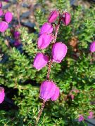 rosa Blomst Irish Heia, St. Dabeoc Lyng (Daboecia-cantabrica) bilde