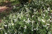 balts Zieds Īrijas Tīrelis, St. Dabeoc S Tīrelis (Daboecia-cantabrica) foto
