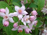 рожевий Квітка Дейція (Deutzia) фото