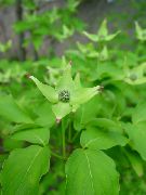 зелений Квітка Дерен Коуза (Cornus-kousa) фото
