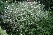 бял Цвете Waxflower (Jamesia americana) снимка