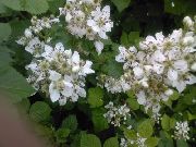 hvit Blomst Bjørnebær, Torne (Rubus fruticosus) bilde